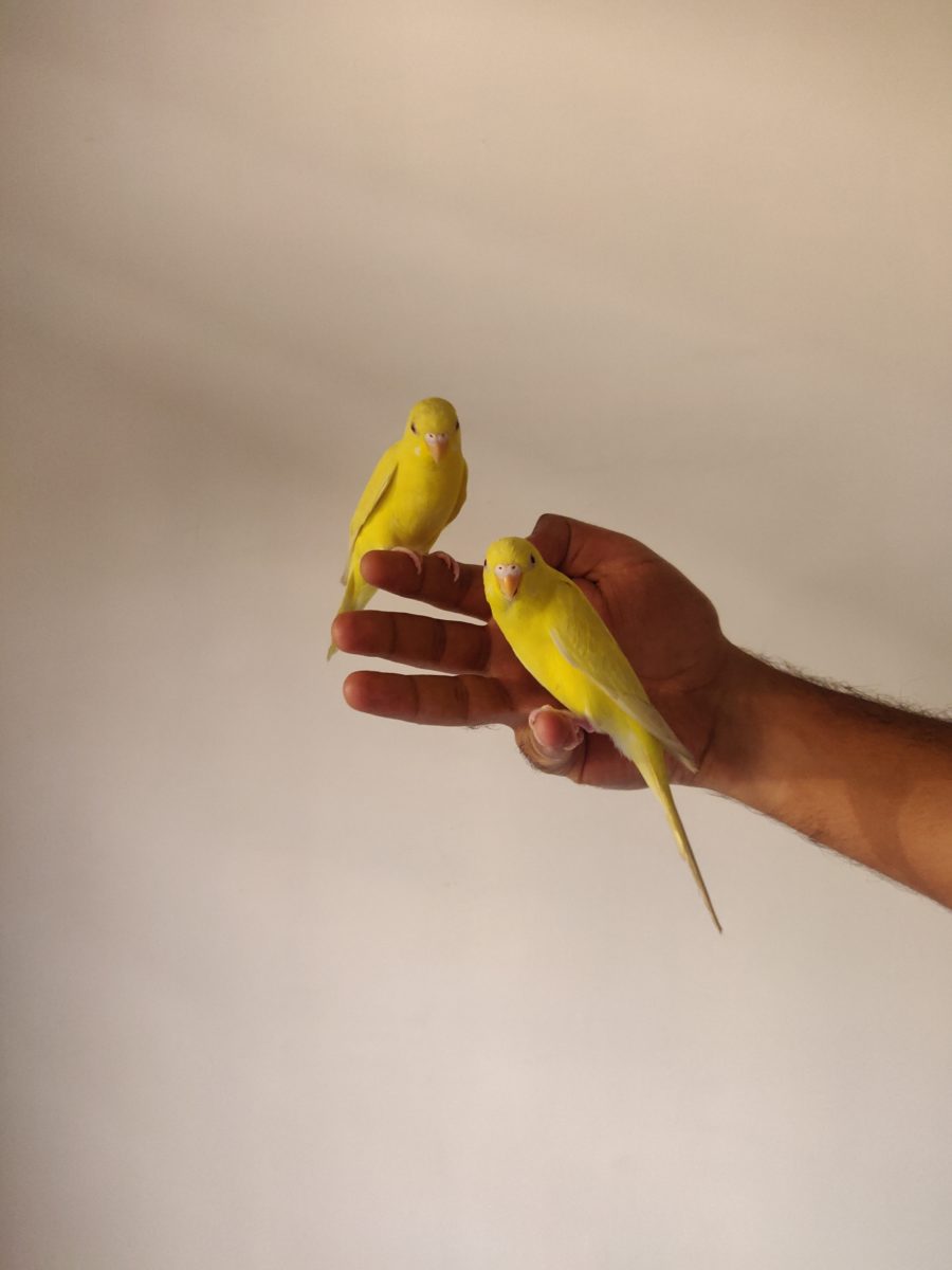 I had a pet canary.